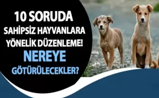10 soruda sahipsiz hayvanlara yönelik düzenleme! Nereye götürülecekler?