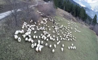 84 yaşındaki Kaptan dede, çobanlıktan ve yaylalardan vazgeçmiyor