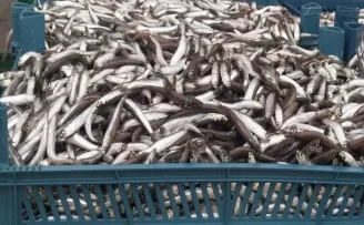 Akçakoca’da hamsi bolluğu yaşandı