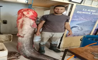 Almus Barajı Gölü’nde boyu 2 metreyi bulan yayın balığı yakalandı