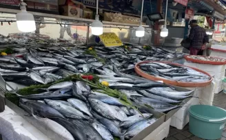 Amasra'da bol miktarda avlanan palamut tezgahları şenlendirdi