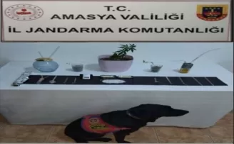 Amasya’da uyuşturucu operasyonunda 1 şüpheli yakalandı