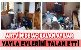 Artvin’de aç kalan ayılar yayla evlerini talan etti
