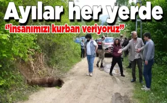 Ayılar her yeri sarmaya başladı