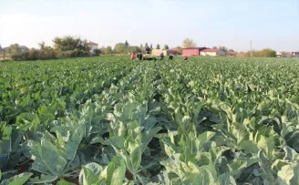 Bafra Ovası'nda 60 bin ton karnabahar rekoltesi bekleniyor