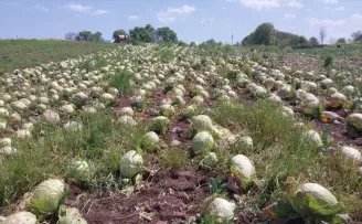 Bafra Ovası’nda lahana hasadında sona yaklaşıldı