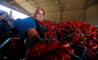 Bafra ve Çarşamba ovalarında yetişen kapya biber tarlada alıcı buluyor