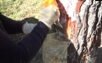 Bartın'daki ormanlardan bu yıl 40 ton çam reçinesi elde edildi