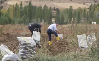 Bayburt Üniversitesinde mor patates hasadı yapıldı
