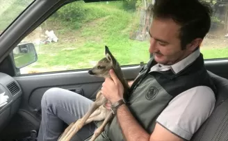 Bolu’da otluk alanda bulunan yavru karaca koruma altına alındı