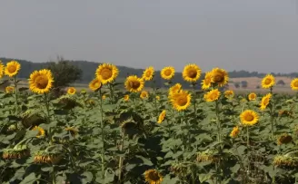 Bolu’da sertifikalı tohum ekilen 32 bin dönüm alanda yüksek verim elde edildi