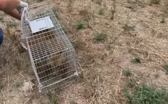 Bolu’da yaralı bulunduktan sonra tedavisi tamamlanan tilki doğaya salındı