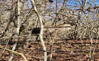 Bolu'da yaralı geyik tedavi altına alındı