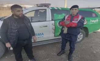 Bolu'da yaralı kızıl şahin tedaviye alındı