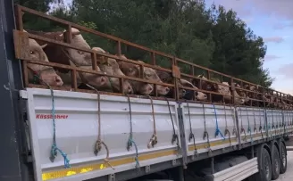 Boyabat’tan kurbanlık sevkiyatı başladı