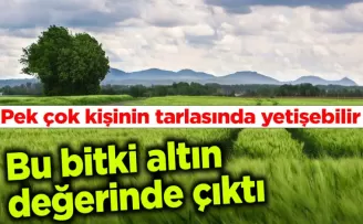 Bu bitki altın değerine çıktı