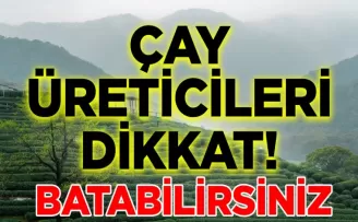 Bu Otu Temizlemeyen Çay Üreticileri Batacak: Çayın Gelişimini Etkiliyor!