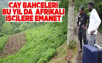 Çay bahçeleri bu yıl da Afrikalı işçilere emanet
