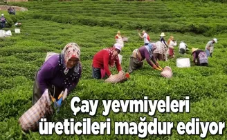 Çay yevmiyeleri üreticileri mağdur ediyor