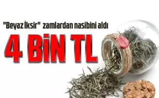 ÇAYKUR, Beyaz Çayın Tomurcuk Çay Alış Fiyatını Açıkladı: 4 Bin TL