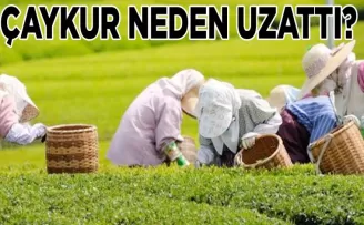 ÇAYKUR çayını bitiremeyen müstahsiller için süreyi uzattı
