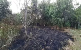 Çorum’da çıkan yangında 15 ceviz ağacı zarar gördü