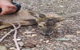 Çorum’da su kanalına düşen karacayı belediye görevlileri kurtardı