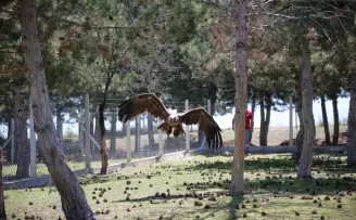 Çorum’da uçma yetisini kaybeden akbaba koruma altına alındı