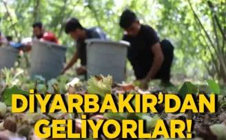 Diyarbakır’dan yola çıktılar! Fındık toplamak için geliyorlar