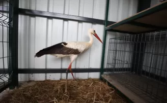 Düzce’de akıma kapılan leylek 3 haftalık yoğun tedaviyle hayat buldu