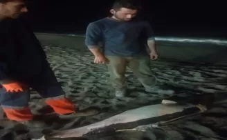 Düzce’de ölü yunus kıyıya vurdu