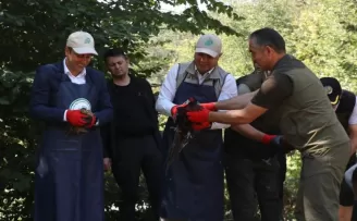 Düzce’de yetiştirilen sülünler doğaya salındı