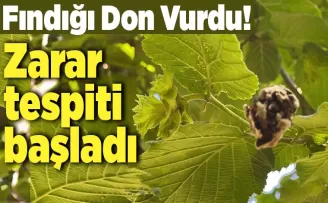 Fındığı don vurdu, zarar tespiti başladı