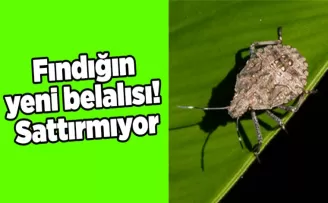 Fındığın yeni belalısı! Sattırmıyor