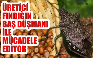 Fındığın baş düşmanı ile mücadele ediliyor!