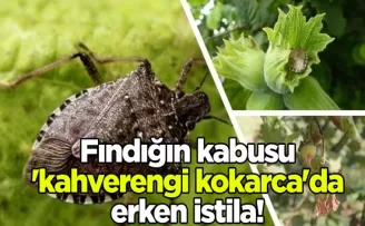 Fındığın kabusu ’kahverengi kokarca’da erken istila!