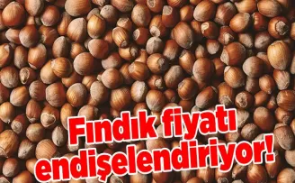 Fındık Fiyatları 117 TL’ye Gerileyerek Üretici ve Alıcıları Endişelendiriyor