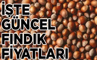 Fındık Fiyatları Ne Kadar? İşte Güncel Fiyat Listesi