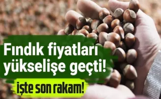 Fındık fiyatları yükselişe geçti!