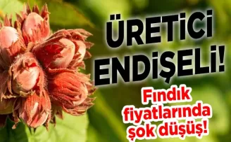 Fındık Fiyatlarında Şok Düşüş: Üreticiler Endişeli!