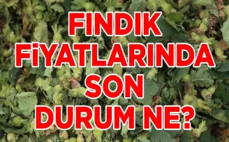 Fındık Fiyatlarında Son Durum: Üreticiler ve Tüccarlar Dikkat!