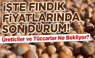 Fındık Fiyatlarında Son Durum: Üreticiler ve Tüccarlar Ne Bekliyor?