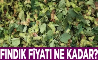 Fındık Fiyatlarında Son Durum...