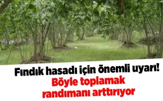 Fındık hasadı için önemli uyarı! Böyle toplamak randımanı arttırıyor