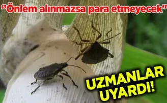 Fındık için flaş uyarı! ‘’Önlem alınmazsa para etmeyecek’’