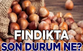 FINDIK’TA SON DURUM NE?