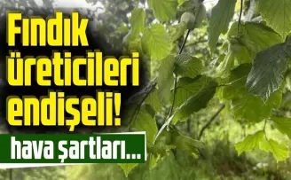 Fındık üreticileri kara kara düşünüyor