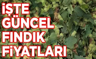 Fındıkta Fiyatlar Zirveye Yaklaştı: Sonunda Bu Fiyata Ulaştı!