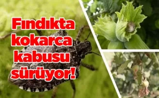 Fındıkta kokarca kabusu sürüyor!