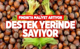 Fındıkta maliyet artıyor, destek yerinde sayıyor!